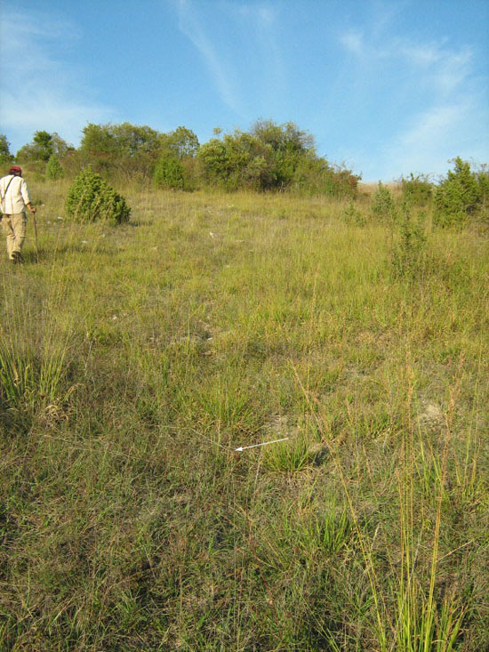 Occhio alle Spiranthes...